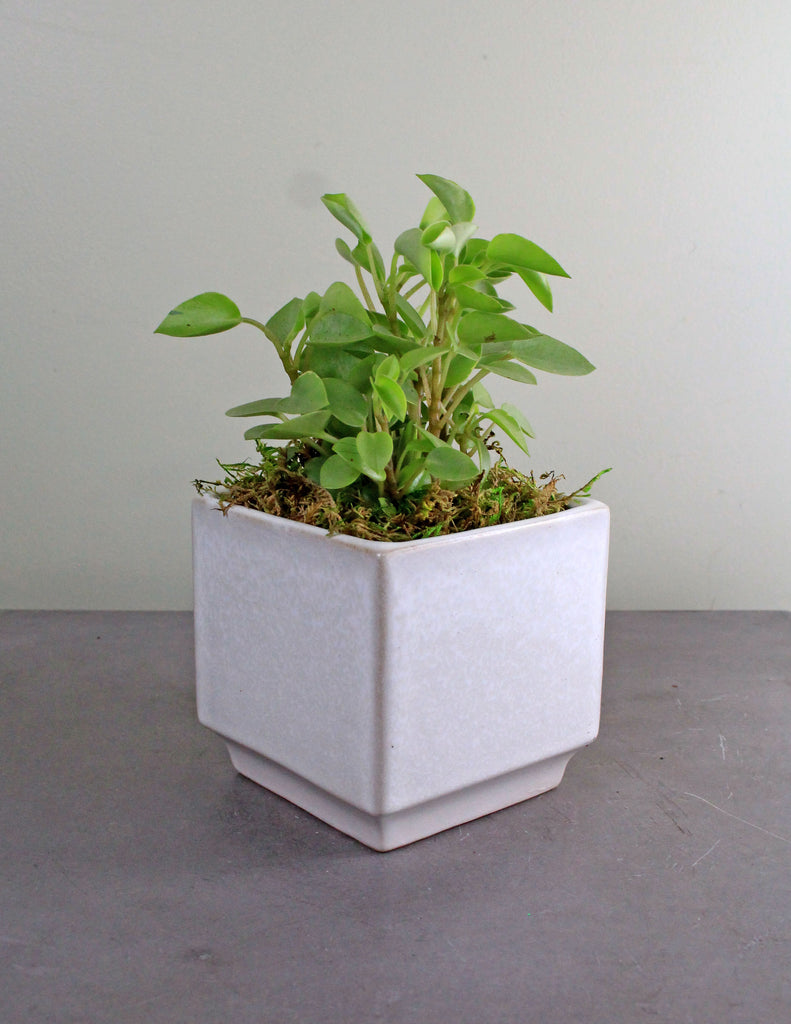 Green Plant in Verge Cube Container