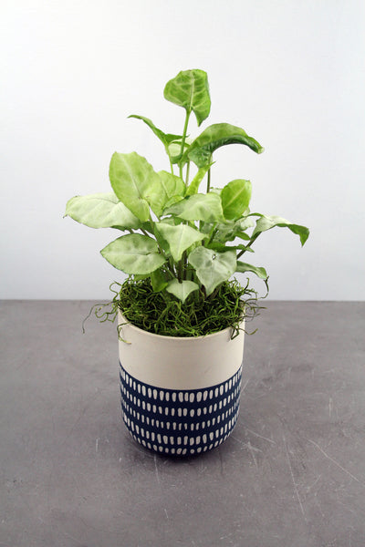 Green Plant in Westview Container